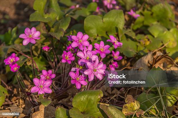 Hepatica Nobiliskidneywort Pennywort Leberblümchen Stockfoto und mehr Bilder von 2015