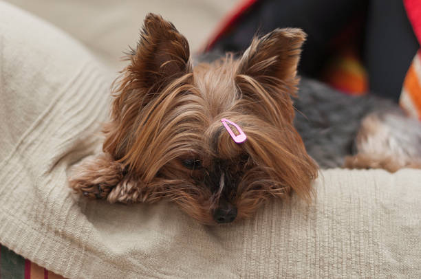istock One pet lies on couch 466070127