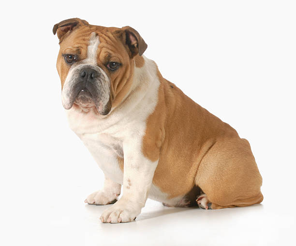 istock bulldog puppy 466070639