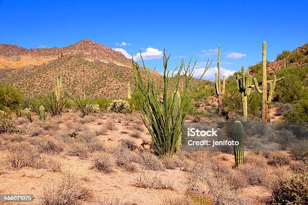 Photo libre de droit de Désert De Larizona banque d'images et plus d'images libres de droit de Arizona - Arizona, Brousse, Cactus