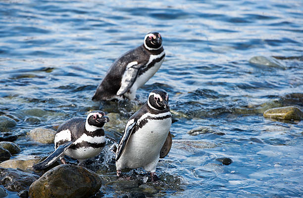 Colony of wild penguins