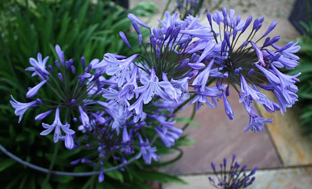 istock beautiful blue flowering plants 466073042