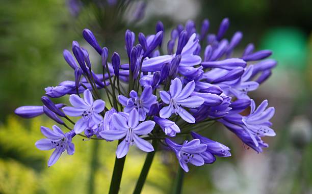istock beautiful blue purple flowers 466073044