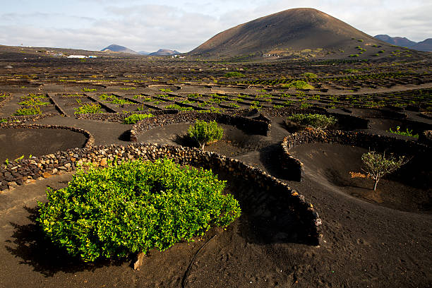 istock lanzarote spain la geria cultivation viticulture winery 466074475
