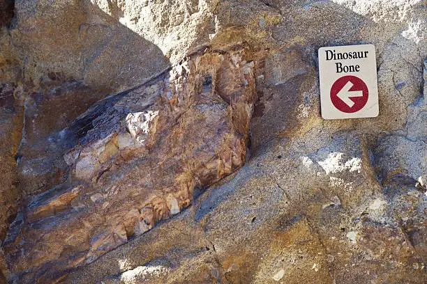 Photo of Dinosaur Fossil