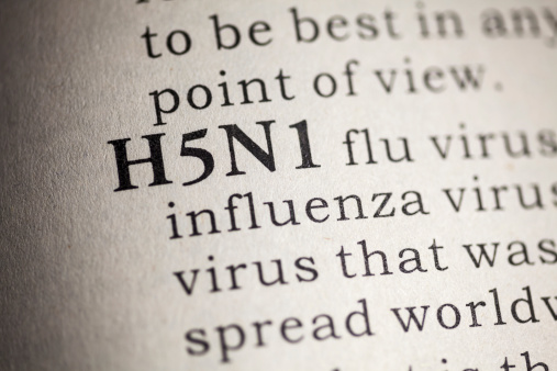 H5N1 la gripe photo