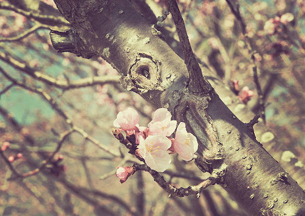 Flor de cereja Rosa em stemed stree - fotografia de stock