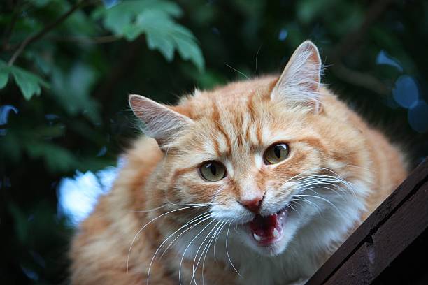 istock Beautiful long haired ginger cat 466075572