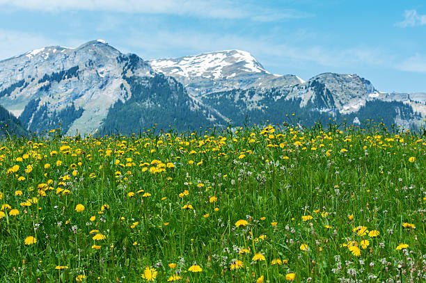 meadow, kwiat pole i góry alpy - wengen mountain peak eiger field zdjęcia i obrazy z banku zdjęć