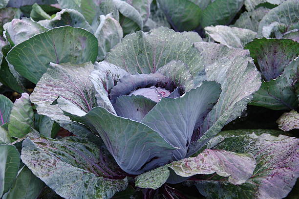 istock purple cabbage in the garden 466077170