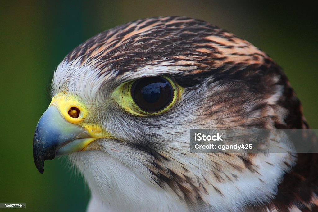 close up portrait of a harris hawk 2015 Stock Photo