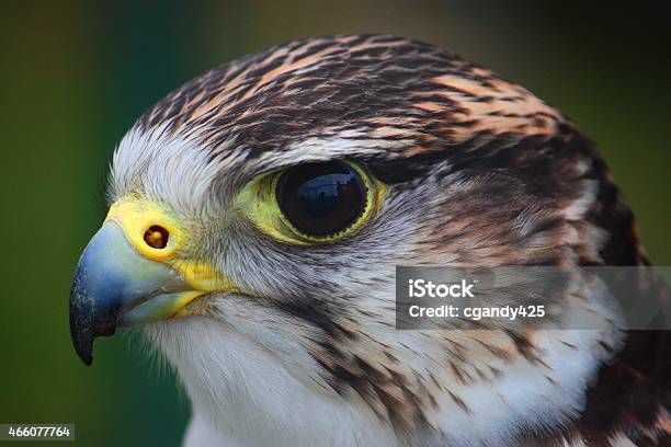 Close Up Portrait Of A Harris Hawk Stock Photo - Download Image Now - 2015, Animal, Animal Body Part