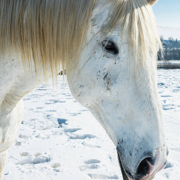 istock Farm in winter with horses 466078966