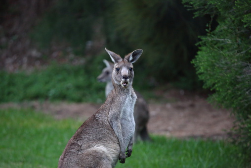 A Kangaroo makes a face while eating.