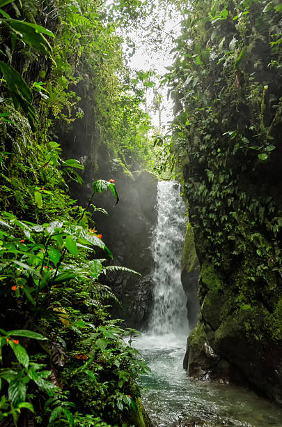 istock Waterfall among lush tropical foliage 466079634