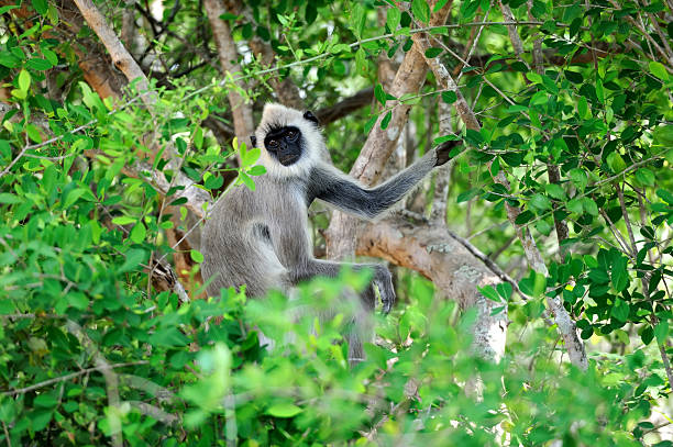 istock Monkey in the living nature 466079828