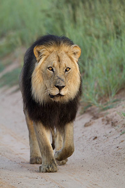 istock Loewe, Panthera leo, Lion 466081965