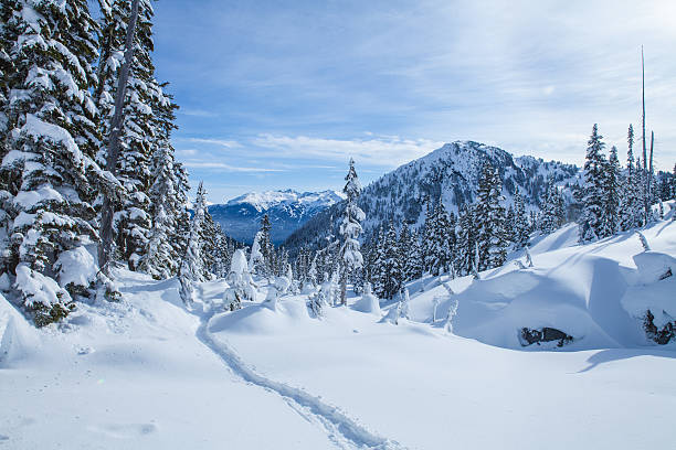 sereno da trilha de inverno ao ar livre - whistler - fotografias e filmes do acervo