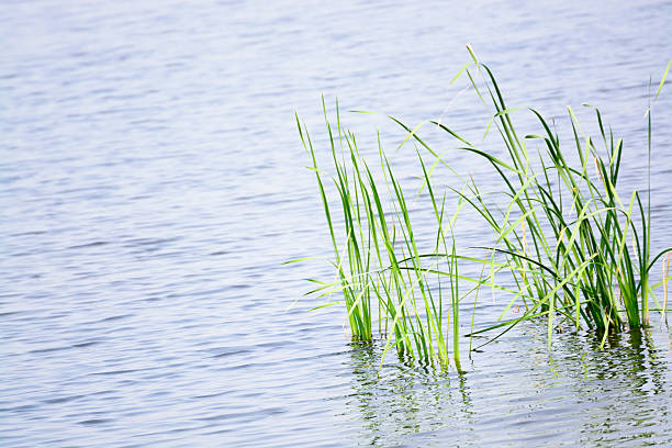 istock Peacefully scene of swamp background 466082320