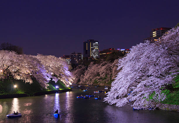istock Cherry blossoms in Tokyo, Japan 466082352