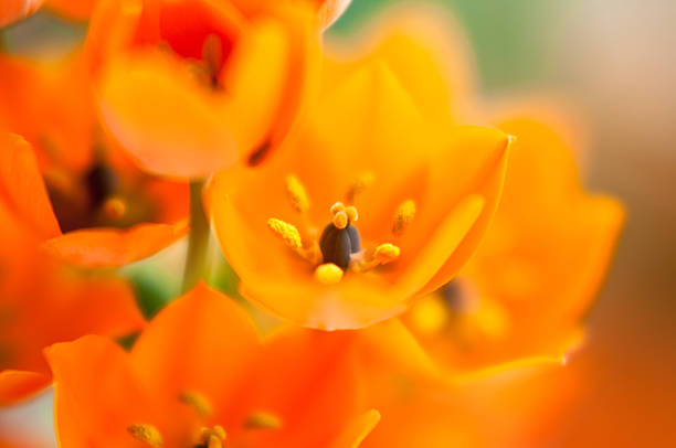 istock close-up of orange flowers 466082966