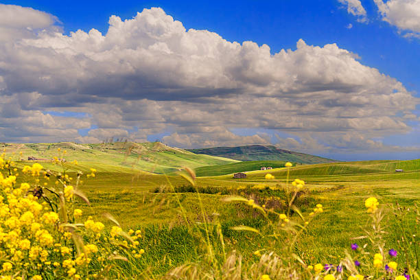 paisagem rural primavera, entre a apúlia e basilicata: campo de wheat.italy - drumlin imagens e fotografias de stock
