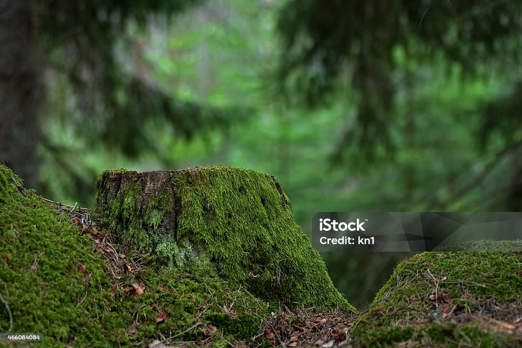 Old green stump Green old and mossy stump in a green coniferous forest Tree Stump Stock Photo