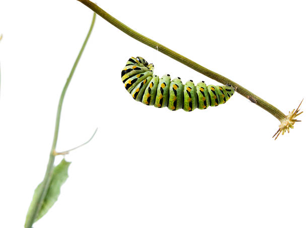 istock Caterpillar Butterfly Eastern Black Swallowtail (Papilio polyxen 466084989