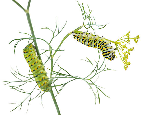 istock Caterpillar Butterfly Eastern Black Swallowtail (Papilio polyxen 466085013