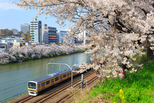 Cherry blossoms (Sakura) at the Sotobori Park in Tokyo, Japan.