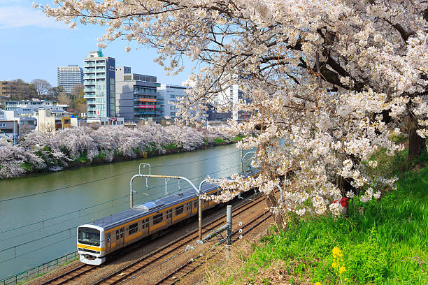 Cherry blossoms in Tokyo, Japan Cherry blossoms (Sakura) at the Sotobori Park in Tokyo, Japan. tokyo sakura stock pictures, royalty-free photos & images