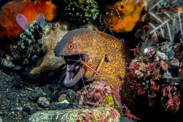 Murène Crevette nettoyeuse - Photo