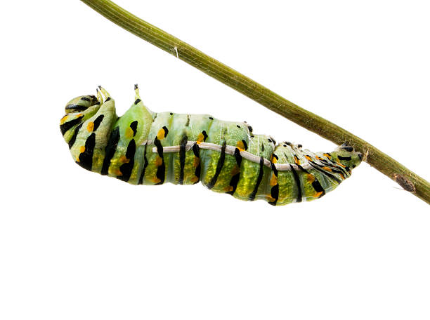 istock Caterpillar Butterfly Eastern Black Swallowtail (Papilio polyxen 466085253