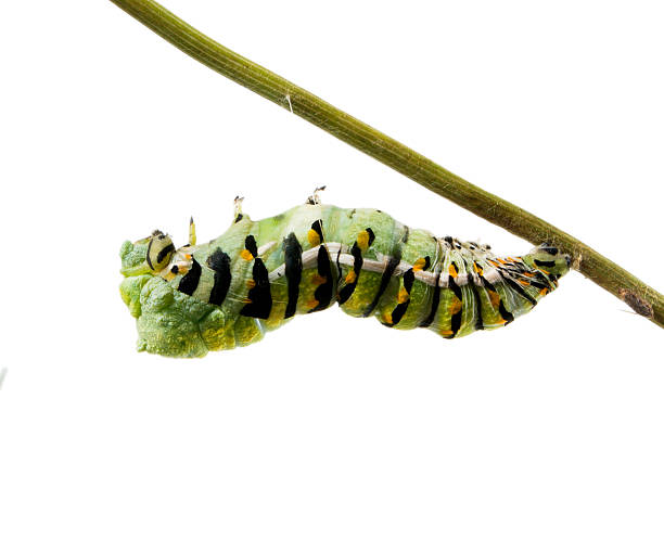 istock Caterpillar Butterfly Eastern Black Swallowtail (Papilio polyxen 466085621