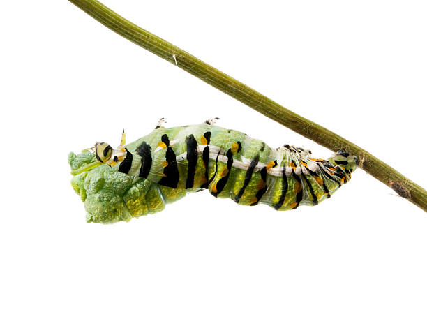 istock Caterpillar Butterfly Eastern Black Swallowtail (Papilio polyxen 466085765