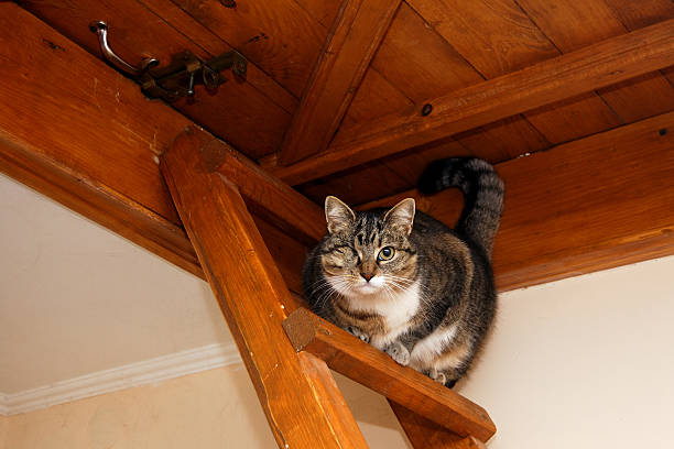 istock cat on the wooden stairs 466085768