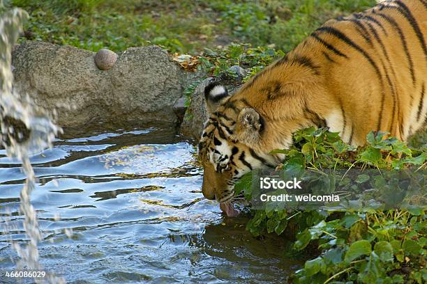Amur Tiger Stock Photo - Download Image Now - Amur River, Animal, Animal  Wildlife - iStock