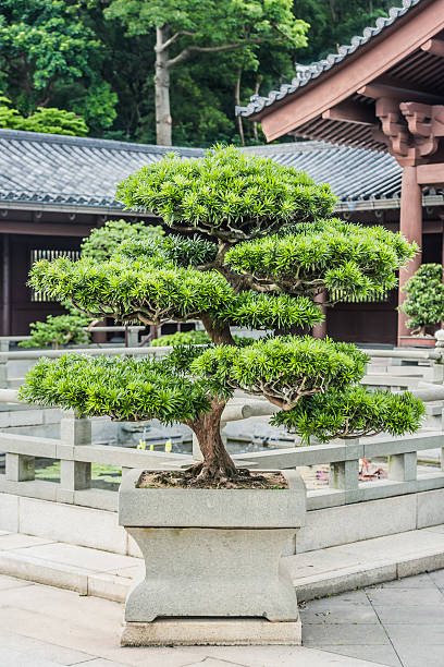 istock bonsai tree Chi Lin Nunnery Kowloon Hong Kong 466086450