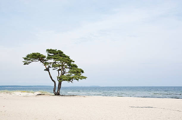 1 つの美しい木、砂浜のビーチ - standalone ストックフォトと画像