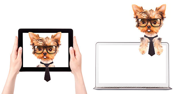 istock business dog on a digital tablet screen 466086829