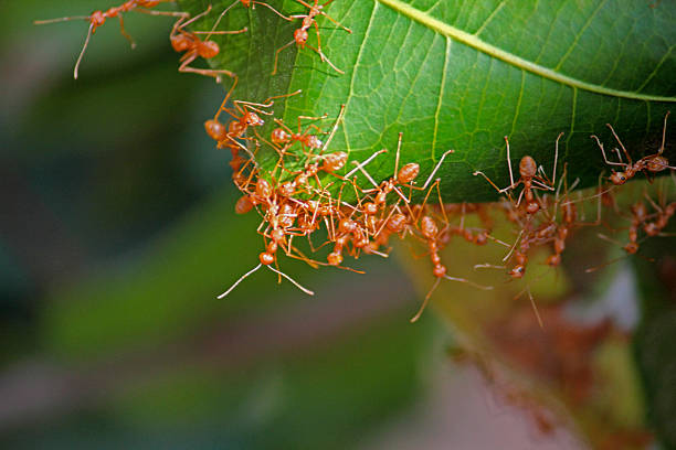 istock red tailor ants, oecophyila smaragdin 466087809