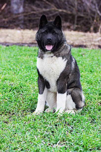 istock dog outdoors 466089390