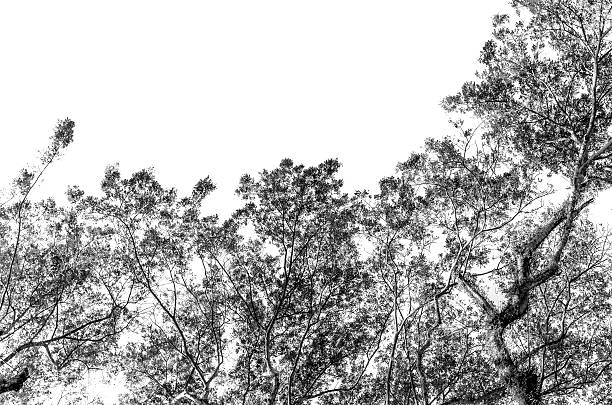istock Branch with Leaf of tree in white and black 466090016