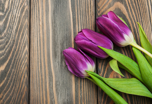 purple colored tulip flowers on a wooden background
