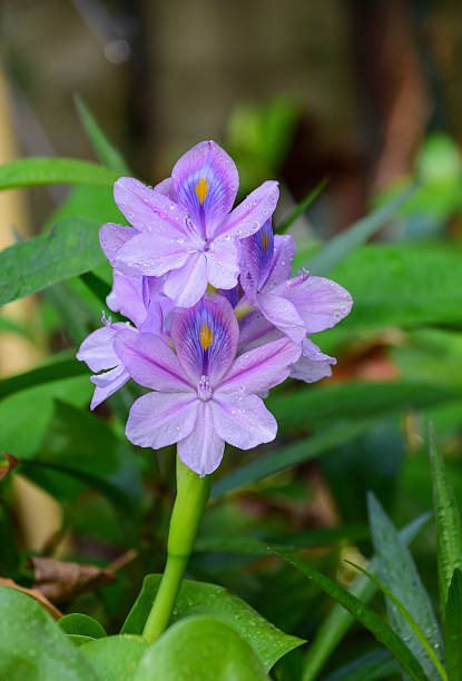 istock flower blooming water hyacinth 466091278