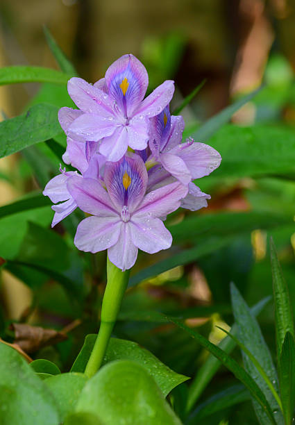 istock flower blooming water hyacinth 466091280