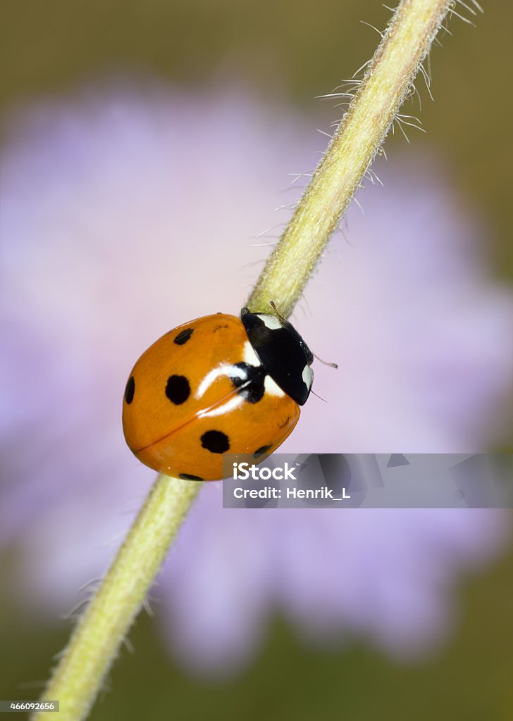 Seven spot Ladybug, coccinella septempunctata Seven spot Ladybug, coccinella septempunctata. 2015 Stock Photo