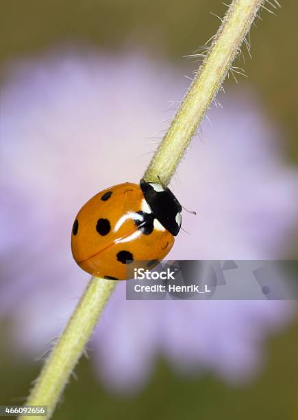 Seven Spot Ladybug Coccinella Septempunctata Stock Photo - Download Image Now - 2015, Animal, Animals Hunting