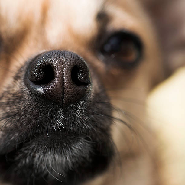 istock close up dog nose 466092958