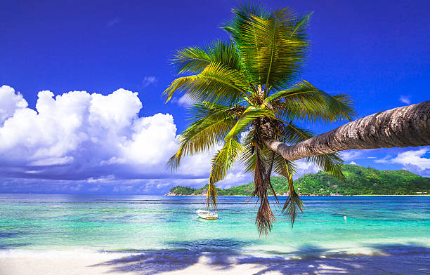 istock Tropical Holidays,Mahe,Seychelles 466093066